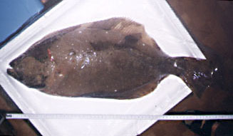 58�Z���`�E�q����