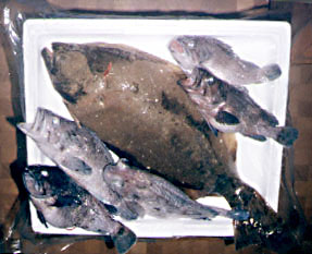 �q�����E�\�C